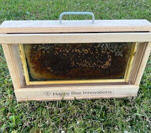 Ant Farm Style Observation Hives: Pros & Cons Analysis